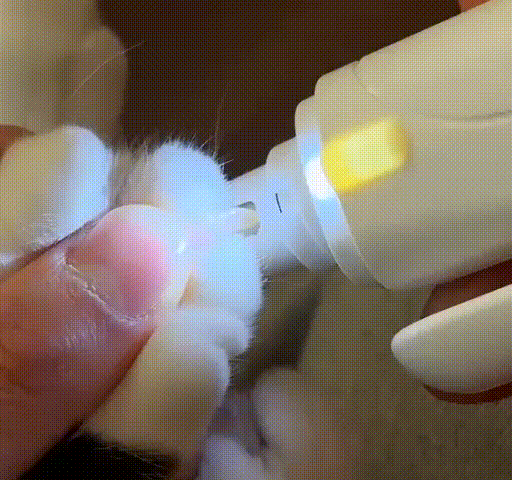 Krallenschneiden bei Katze mit LED-Krallenschneider