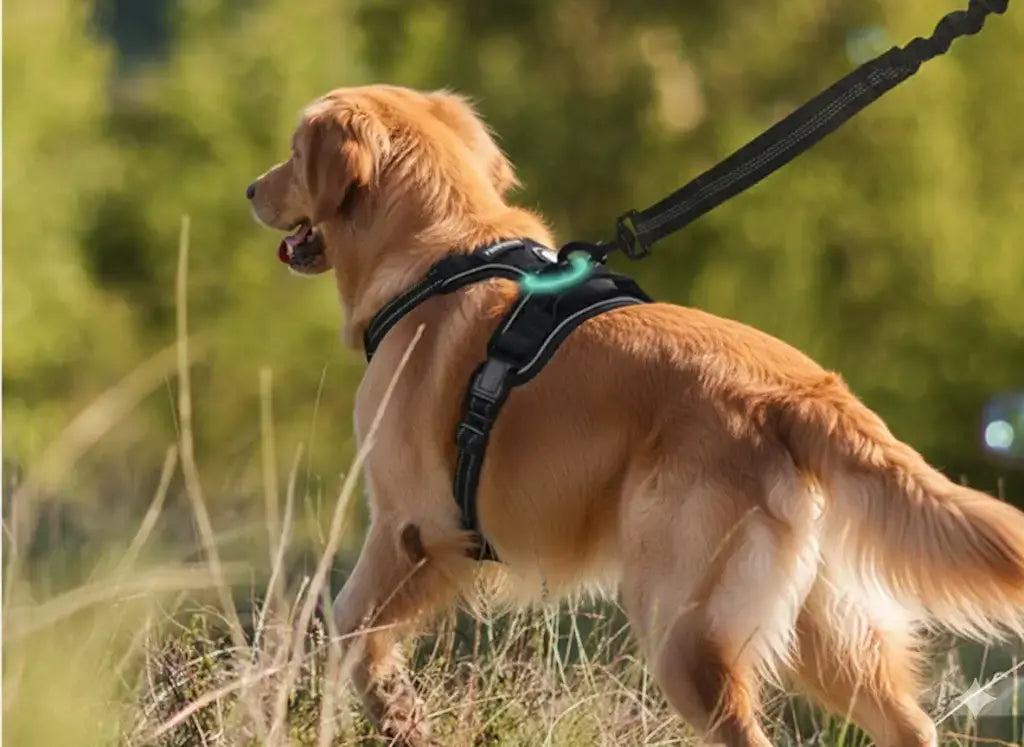Hund mit No-Pull Hundegeschirr beim Spaziergang im Grünen