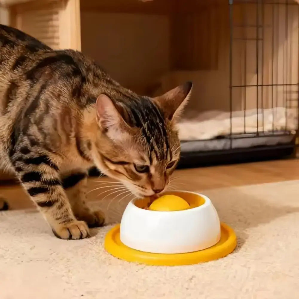 Katze spielt mit Snackspender auf dem Boden