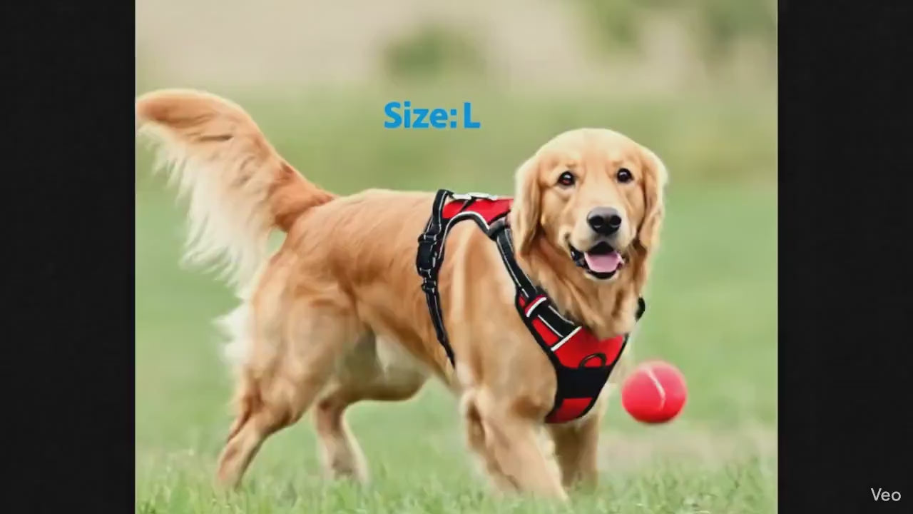 Hundegeschirr im Einsatz beim Gassigehen